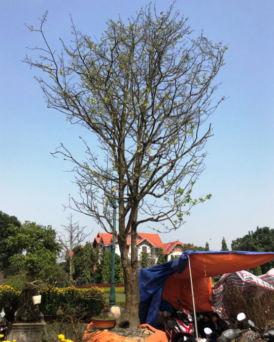 Cây mai khủng được đại gia Ninh Bình mua giá 180 triệu đồng